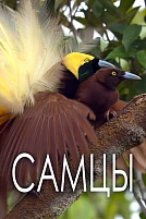 Постер к сериалу Самцы