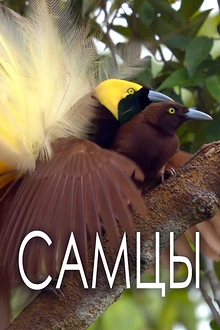 Постер к сериалу Самцы